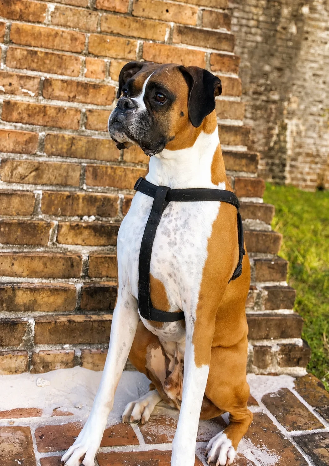 George, a fawn boxer, sitting in front of a brick wall