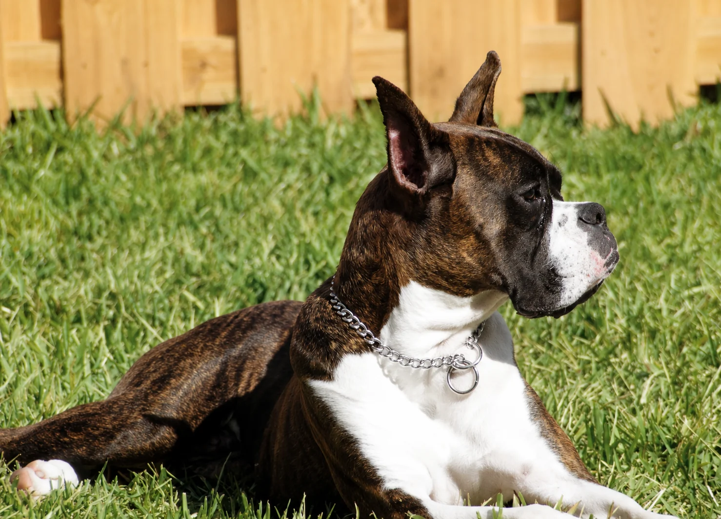 Jake, a brindle boxer, relaxing in the grass