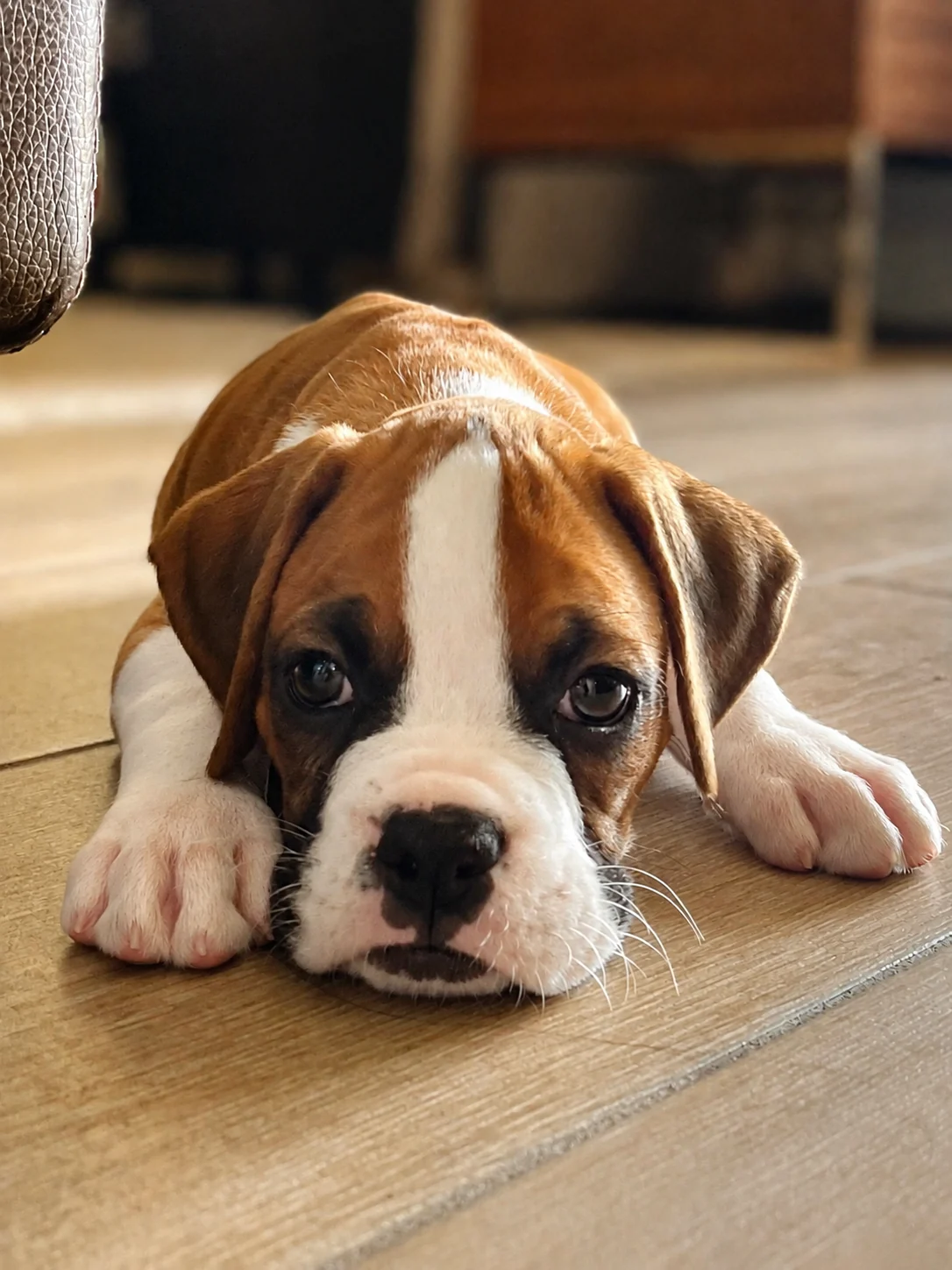 Rudy as a boxer puppy resting his head on the floor
